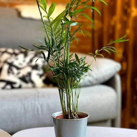 L'unique - Cosy Au Cœur De Apartamento Sélestat